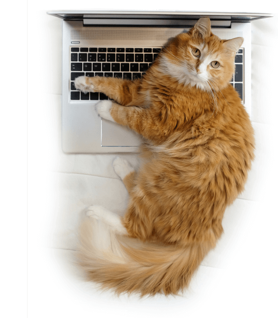 the latest cat news, expert advice, and more