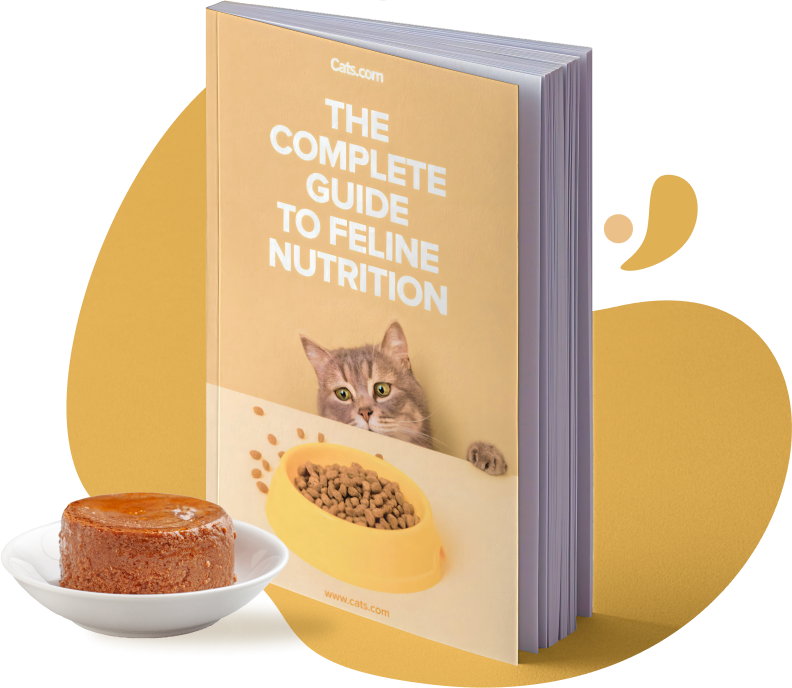 illustration-feline-nutrition-guide