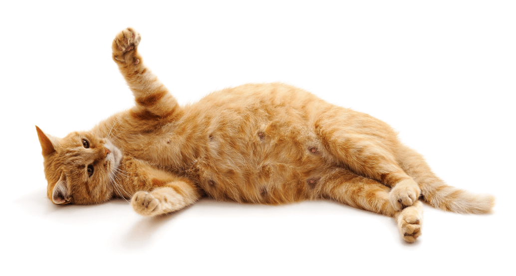 pregnant-red-cat