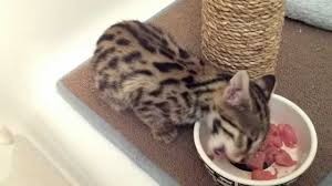 Bengal cat eating row food