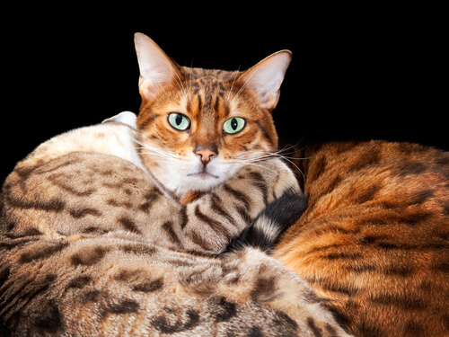 bengalcat overview (1)