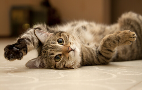 awesome cat pose (1)