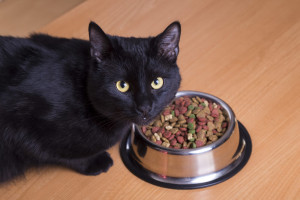 cat food allergies (1)