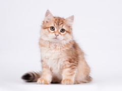 Image featuring a Siberian cat, known for being hypoallergenic and suitable for individuals with cat allergies.