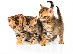 trio of Bengal cats engaged in lively play, capturing a dynamic scene of feline energy, interaction, and the joy of companionship.