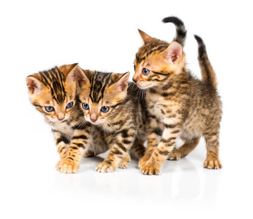 101+ Most Popular Male & Female Bengal Cat Names Of 2023