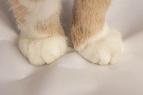 Close-up view of a cat's paw, showcasing its soft pads and sharp retractable claws.