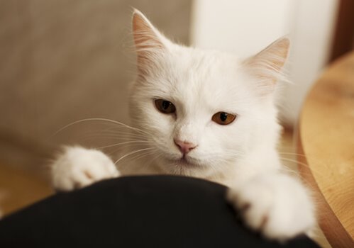 A close-up photograph of a affectionate cat.