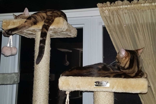 How to Properly Introduce a New Bengal Cat