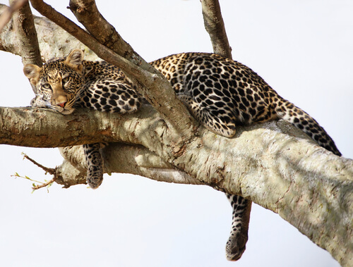 big cat sleeping in a branch of a tree