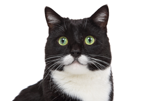 10+ Facts About Tuxedo Cats [Personality, History, Health & More]