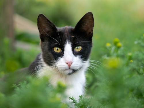 Tuxedo Cats Facts, Lifespan And Intelligence | Cats.Com