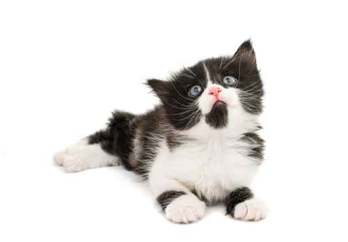 An adorable image of a tuxedo-patterned kitten