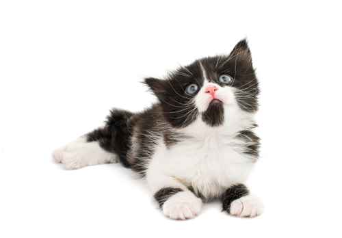 cute black and white kitten