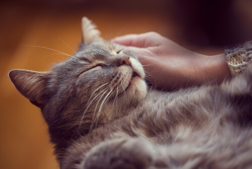 An image of a contented cat purring.