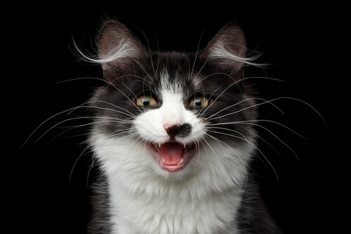 An inquisitive cat with white and gray fur is captured mid-meow, mouth open and eyes focused.