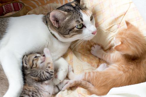 cat with new kittens