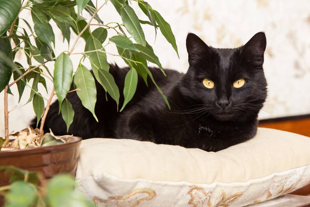 Beautiful Black bombay cat