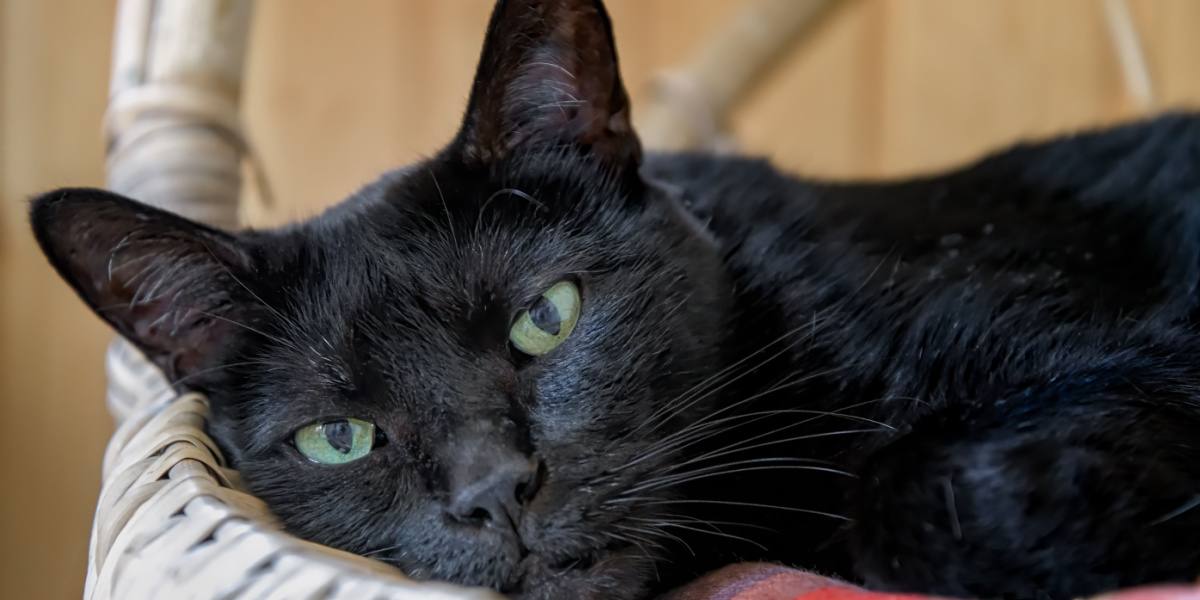 adorable black Bombay cat face looking at camera