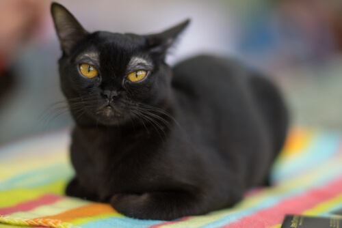55 Awesome Bombay Cat Names
