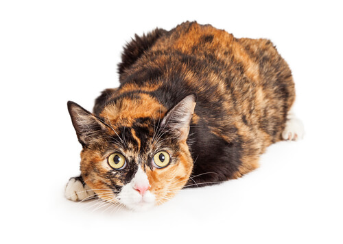 An image related to the personality of a calico cat, highlighting the unique traits and characteristics of this feline breed.