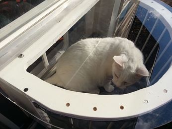 why The Cat Solarium is special