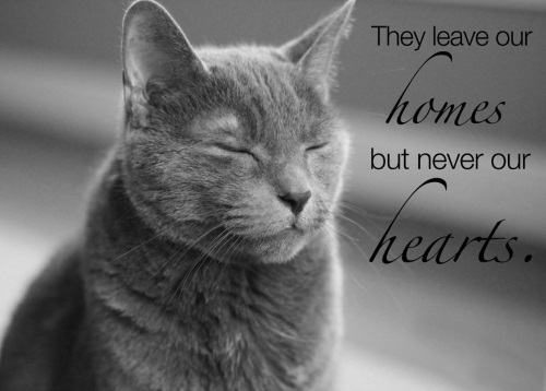 Image featuring sympathy messages for those who have lost a beloved cat.