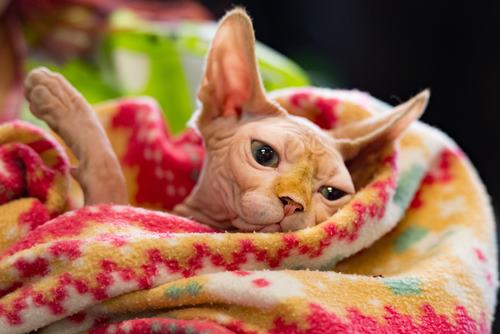 hairless cat sleeping on blanket