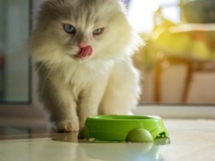 Persian Cat having food featured image