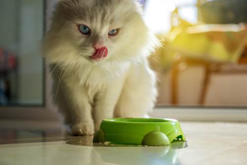 Persian Cat having food featured image