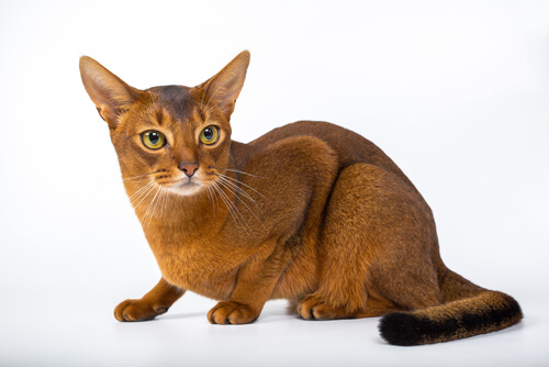 Abyssinian Cat Care