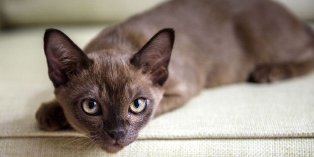 200 Best Burmese Cat Names With Meanings