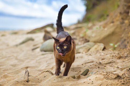 Burmese cat walking on sand
