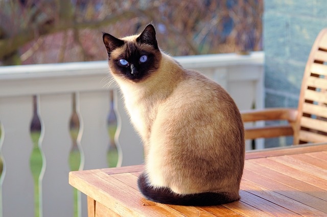 Siamese kitten shop food