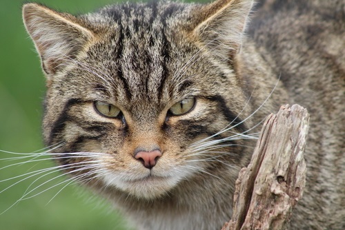 145 Most Popular Names for Tabby Cats