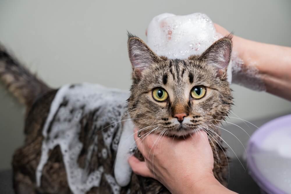 An image depicting a woman shampooing a tabby gray cat. The scene illustrates the process of cat grooming and care, highlighting the owner's effort to maintain the cat's hygiene and cleanliness.