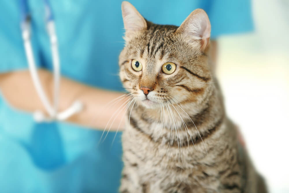 doctor checking cat at a vet clinic