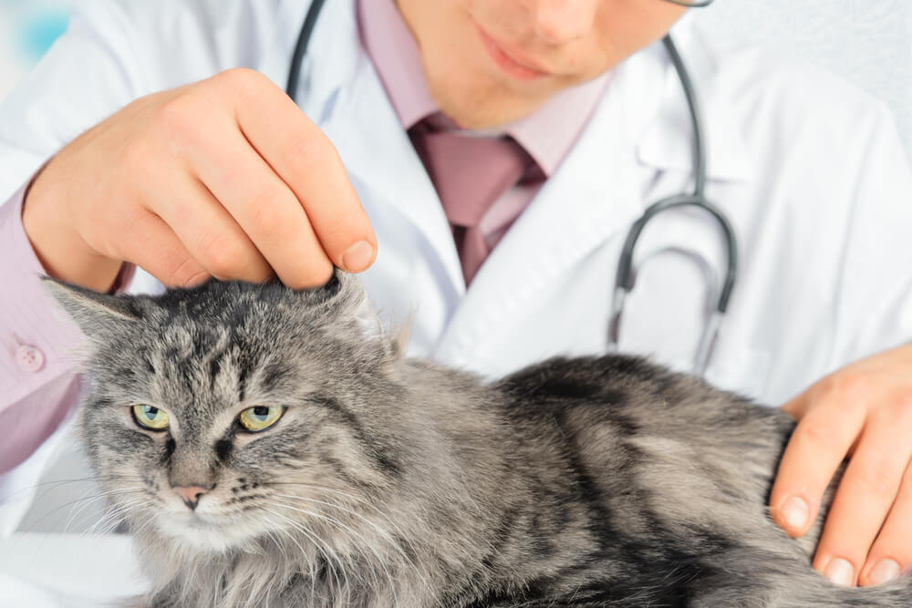 vet checking cat