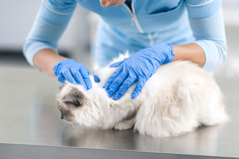 An image depicting a veterinarian carefully examining a beautiful long-haired cat. 