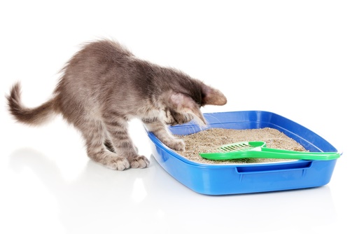 5 Best Flushable Cat Litter Cats