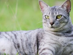 Egyptian Mau cat on a lush green lawn, showcasing its elegance and natural beauty.