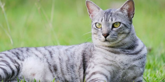 150 Best Ancient Egyptian Cat Names and Meanings