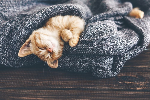 Image portraying a cat in a state of restful sleep, highlighting their capacity for relaxation and rejuvenation.