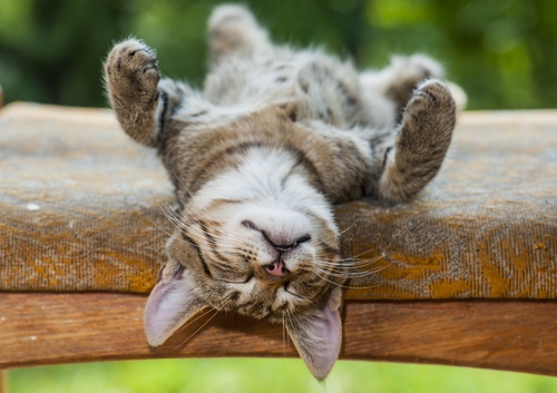 Why Do Cats Sleep So Much?