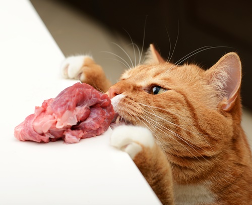 Is It Safe To Feed Your Cat A Vegan Diet? In 2023 