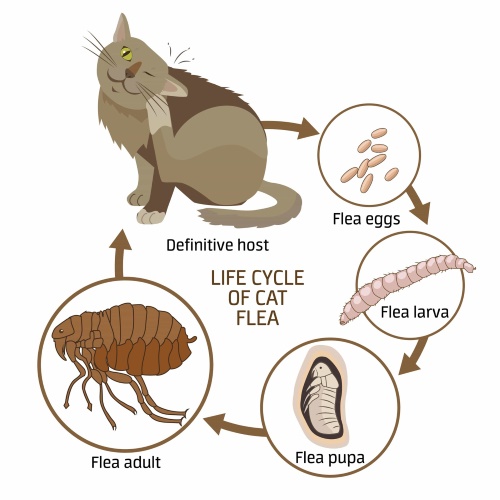 Illustration of Causes of Fleas in Cats
