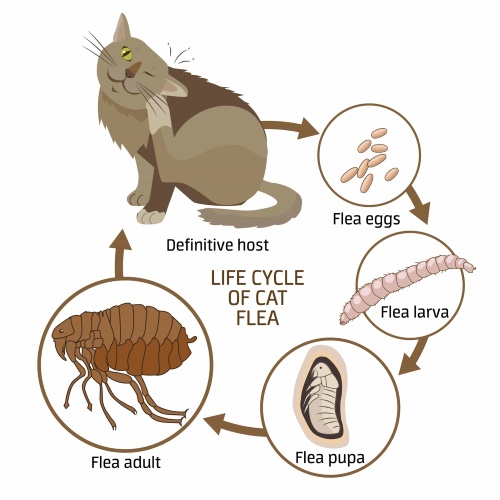 Best flea and clearance tick drops for cats