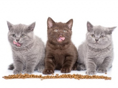 This image highlights the range of dry cat food products available for feline nutrition.
