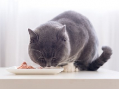 featured image of British Shorthair Cat having wet cat food