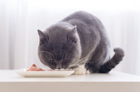 British-Shorthair-Cats-wet-food